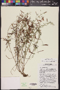 Acmispon utahensis image