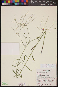 Hesperidanthus linearifolius image