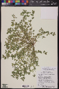 Acmispon maritimus var. brevivexillus image