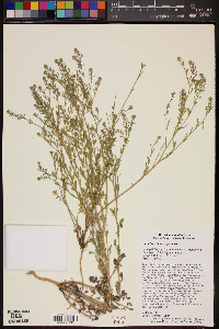 Lepidium lasiocarpum image