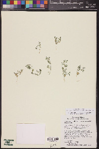 Acmispon strigosus image