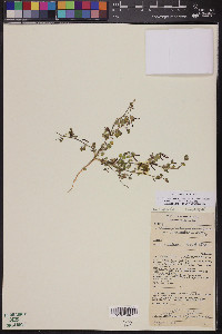 Acmispon maritimus var. brevivexillus image