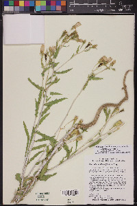 Mentzelia longiloba var. yavapaiensis image