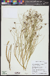 Psorothamnus scoparius image