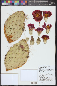 Opuntia polyacantha image