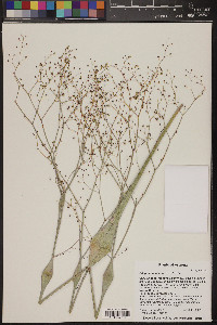 Eriogonum inflatum image