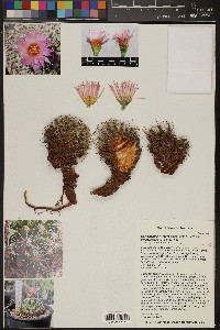 Coryphantha vivipara var. vivipara image