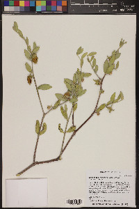 Simmondsia chinensis image