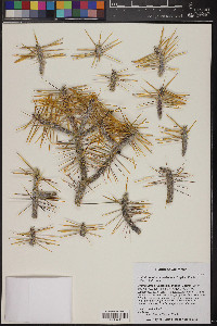 Cylindropuntia ramosissima image