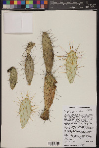 Opuntia triacantha image