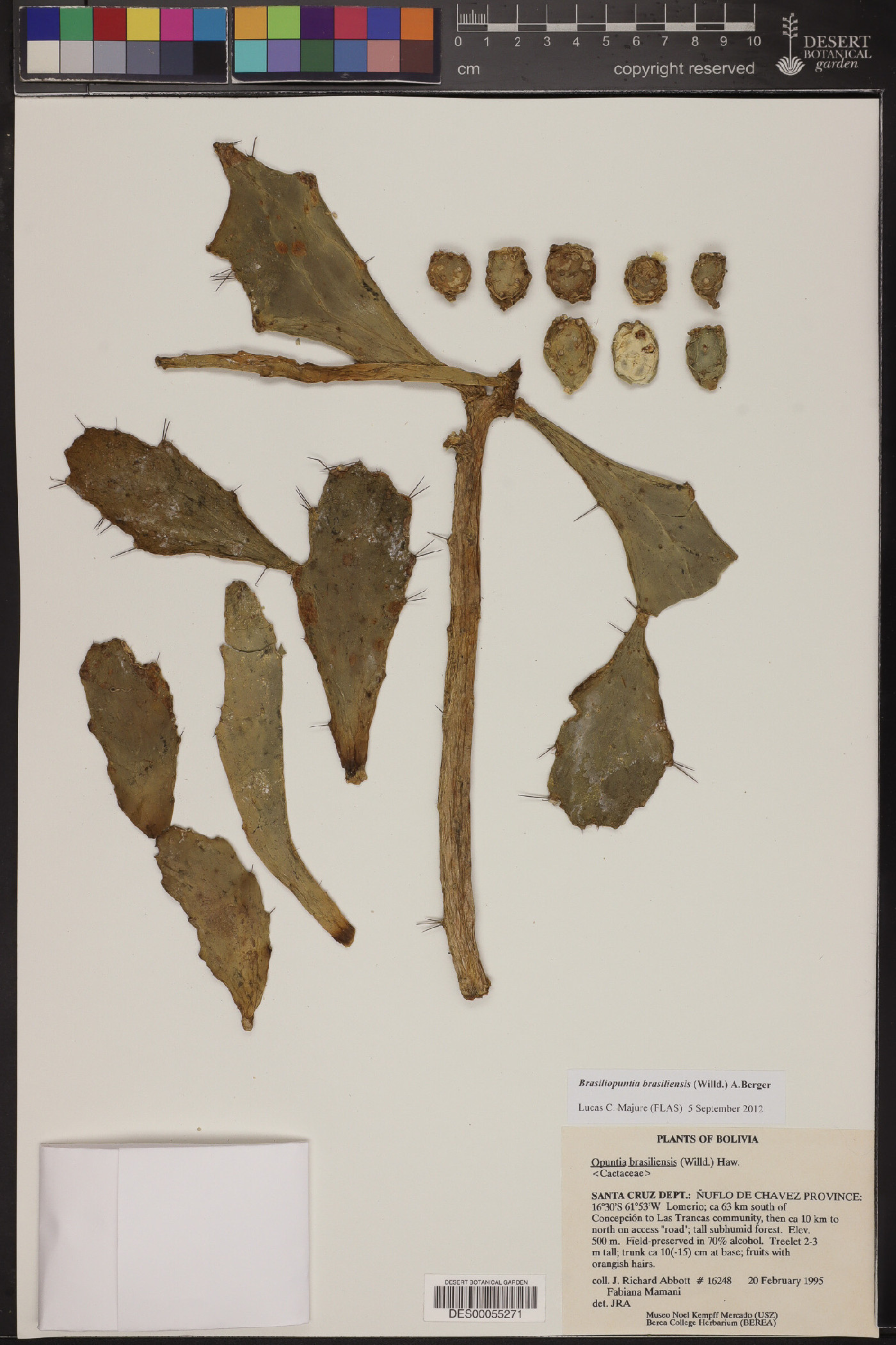 Brasiliopuntia brasiliensis image