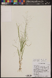 Panicum hirticaule image