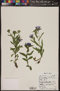 Symphyotrichum foliaceum image