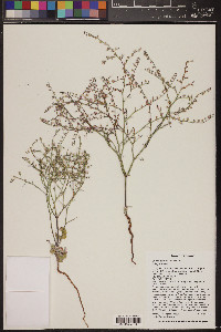 Eriogonum deflexum image