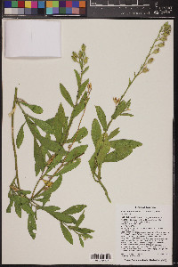 Nicotiana obtusifolia image