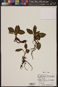 Goodyera oblongifolia image