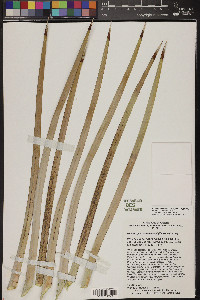 Hesperoyucca newberryi image