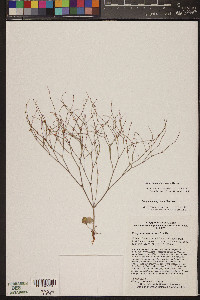 Eriogonum palmerianum image