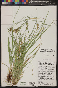 Carex agrostoides image