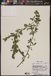 Sarcomphalus obtusifolius image