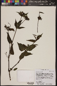 Mirabilis longiflora image