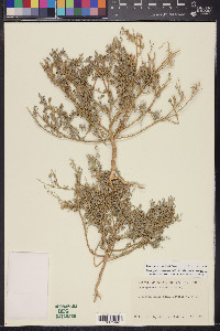Chenopodium incanum var. elatum image