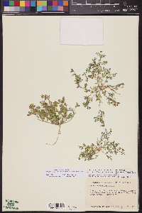 Acmispon strigosus image