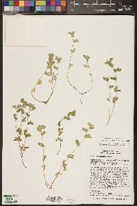 Acmispon brachycarpus image