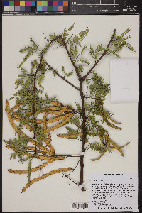 Prosopis velutina image