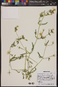 Kallstroemia grandiflora image