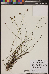 Thelesperma megapotamicum image