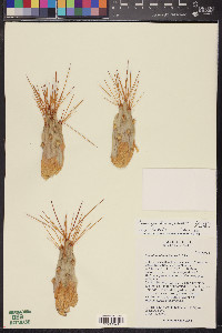 Cumulopuntia ignescens image