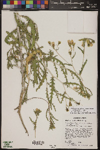 Mentzelia longiloba var. yavapaiensis image