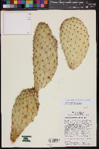 Opuntia durangensis image