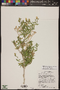 Mentzelia longiloba var. yavapaiensis image