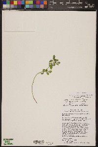 Acmispon maritimus var. brevivexillus image