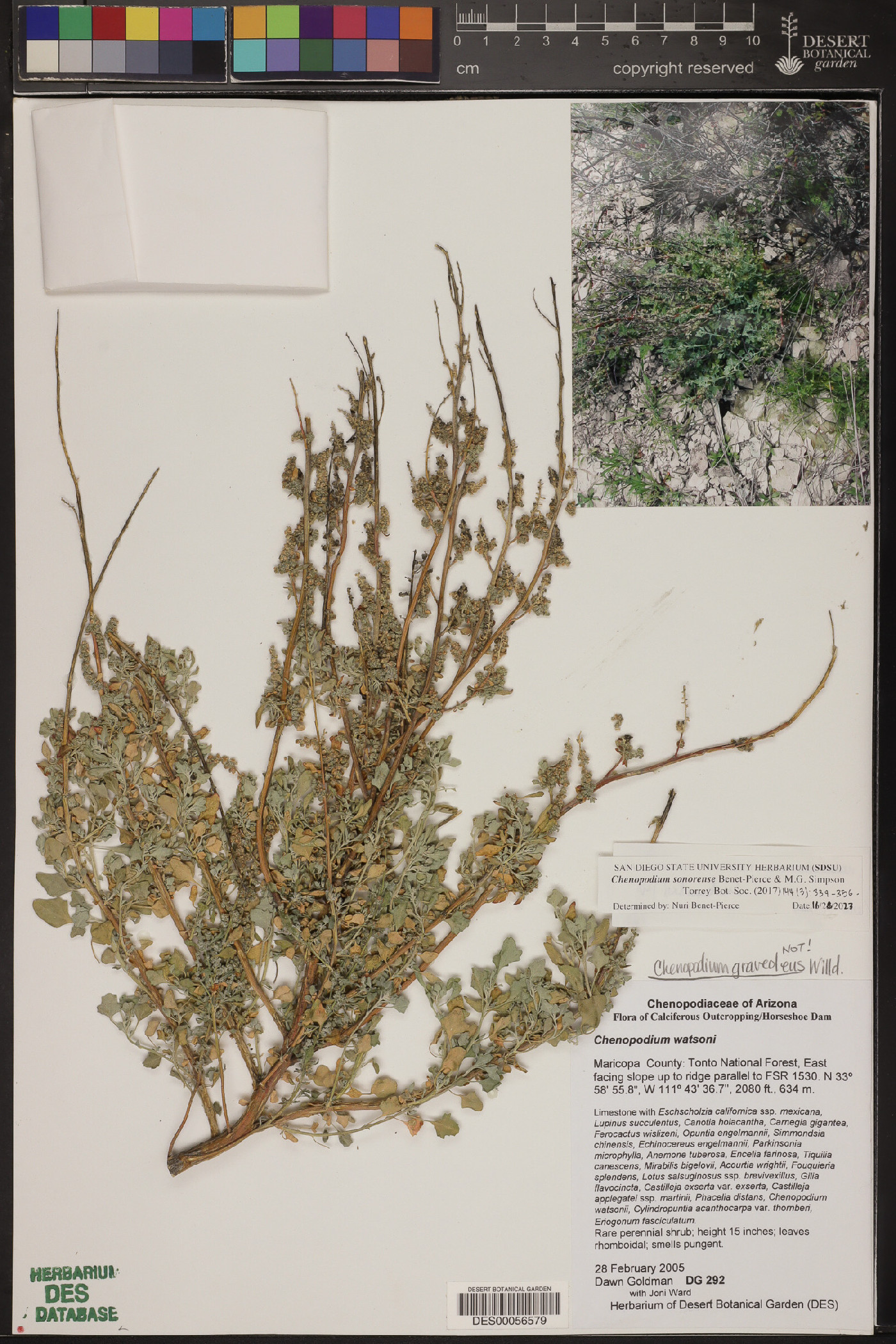 Chenopodium sonorense image