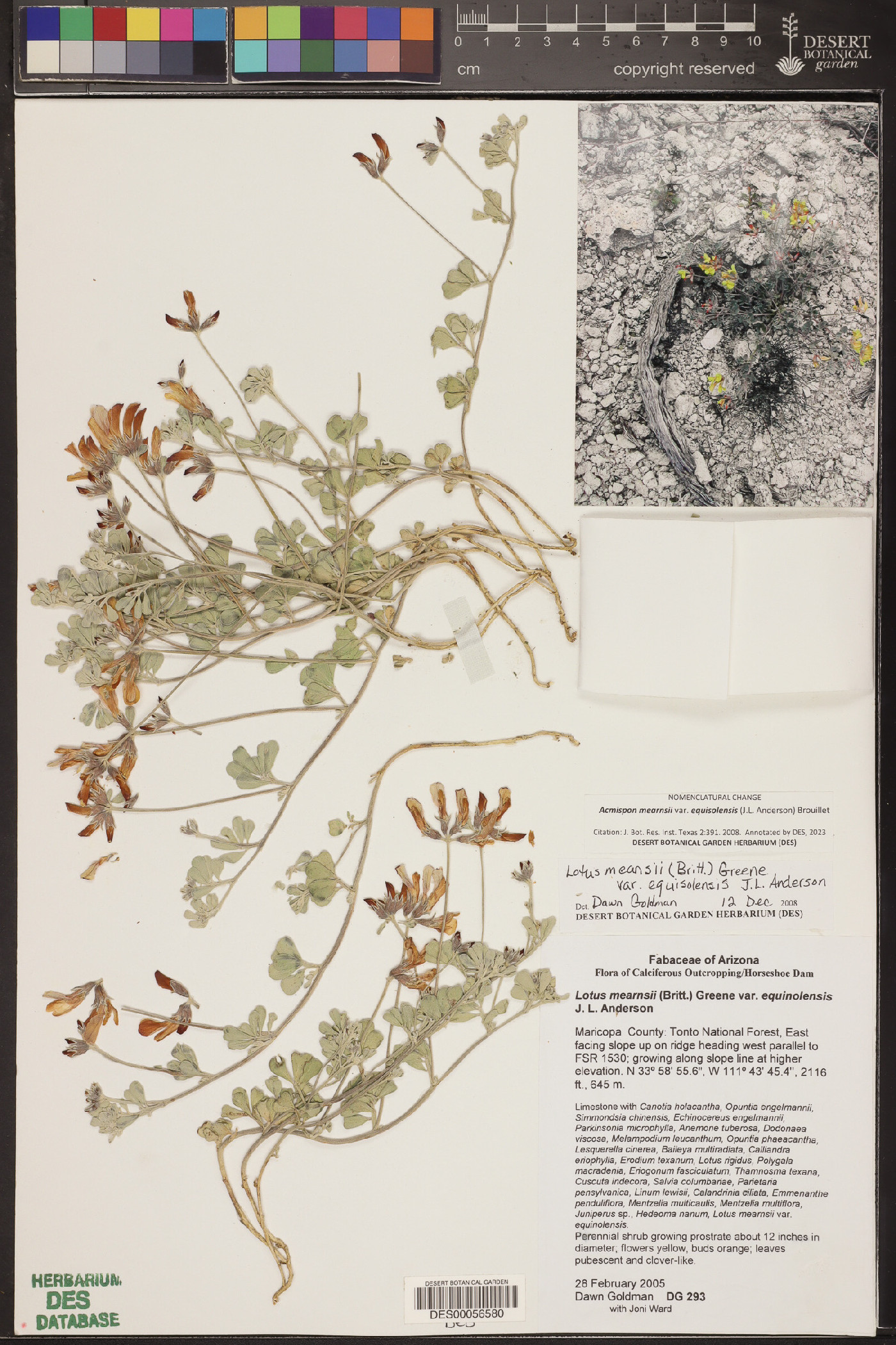 Acmispon mearnsii var. equisolensis image