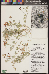 Acmispon mearnsii image