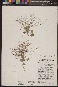 Eriogonum palmerianum image