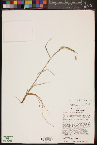 Bromus porteri image