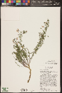 Acmispon utahensis image