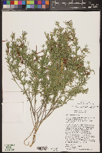 Acmispon utahensis image