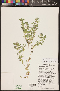 Acmispon brachycarpus image