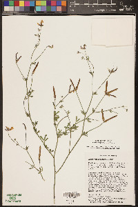 Acmispon rigidus image