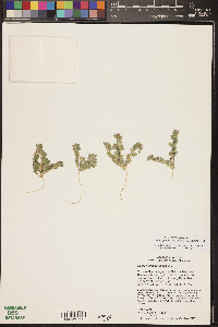 Acmispon brachycarpus image