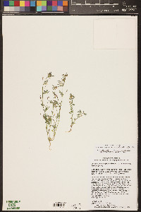 Acmispon strigosus image