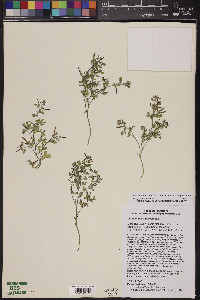 Acmispon brachycarpus image