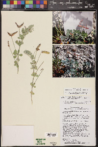 Acmispon mearnsii image