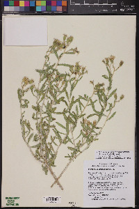 Mentzelia longiloba var. yavapaiensis image